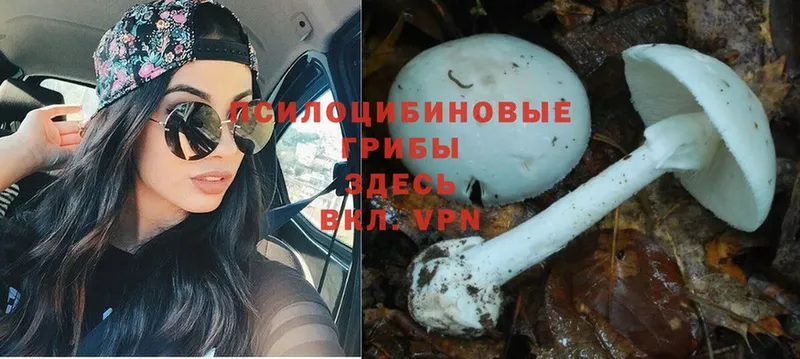 это клад  ссылка на мегу как войти  Ветлуга  Псилоцибиновые грибы Cubensis 